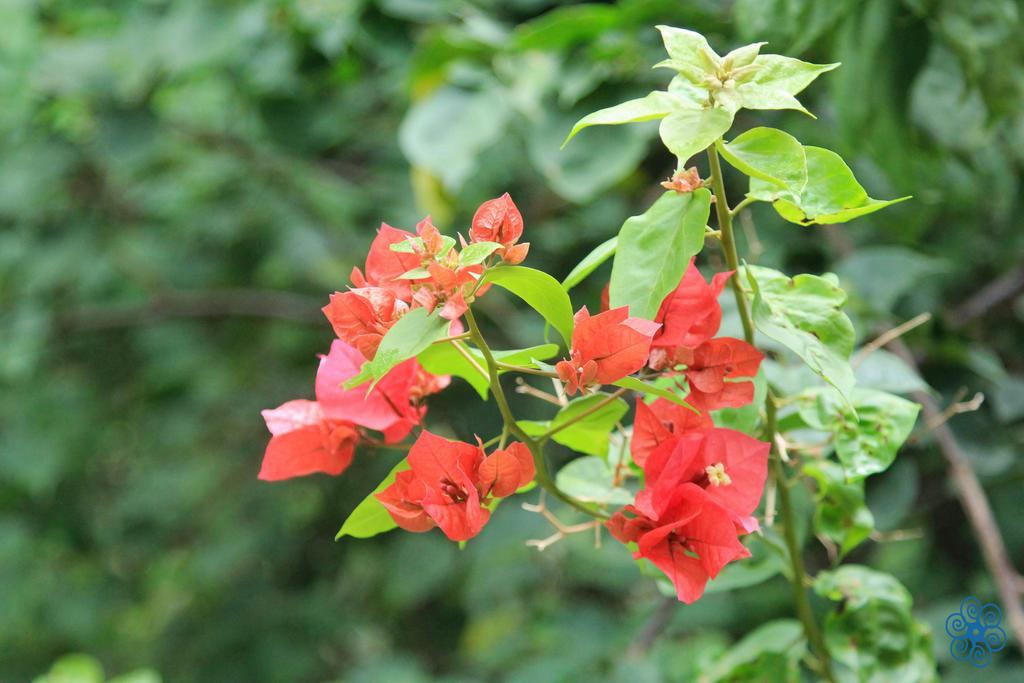 Pousada Villaggio Assis Ilhabela Dış mekan fotoğraf